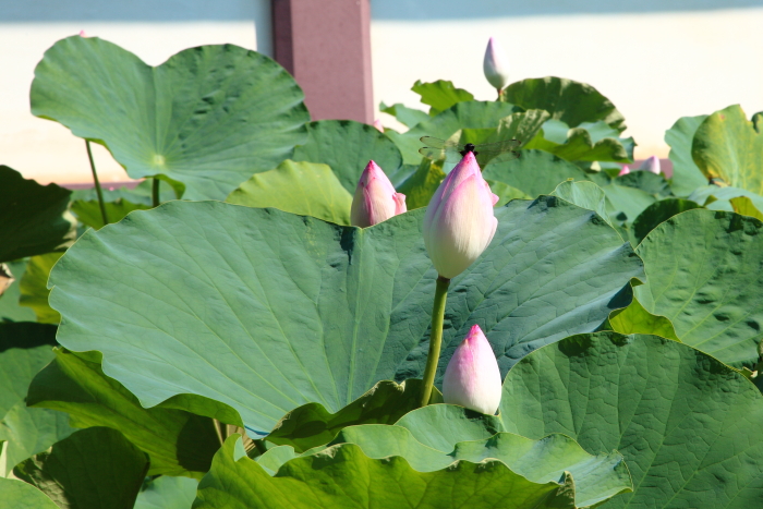 花にトンボ