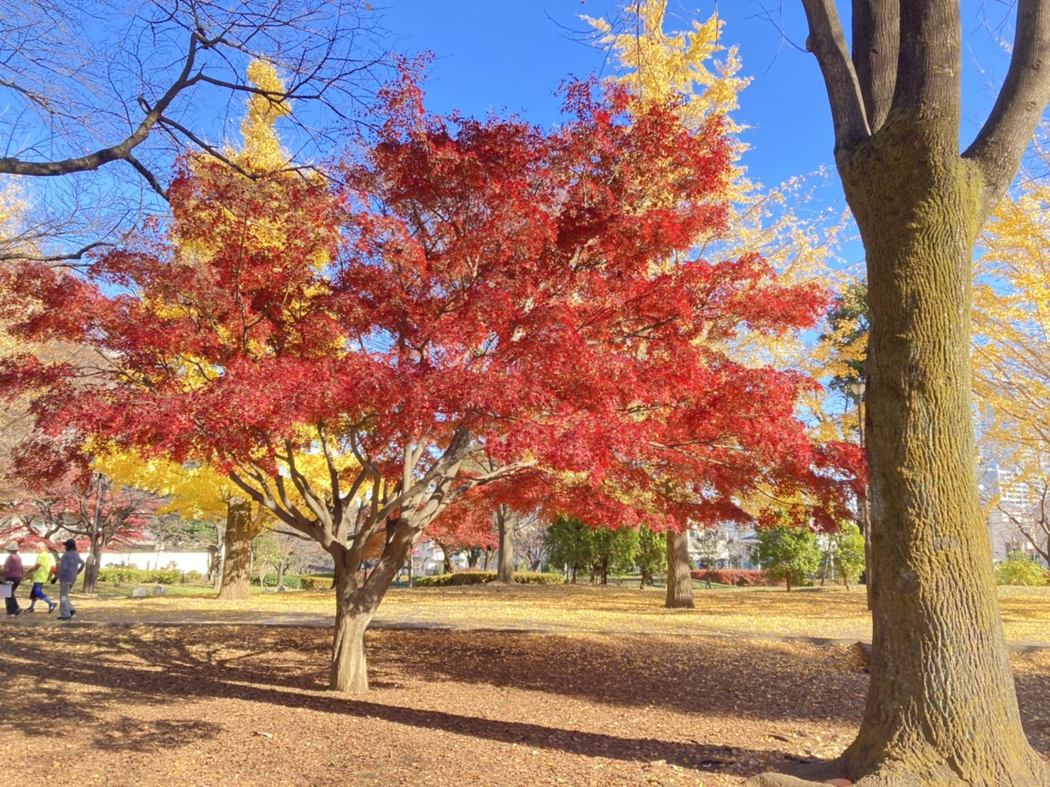 武蔵国分寺公園