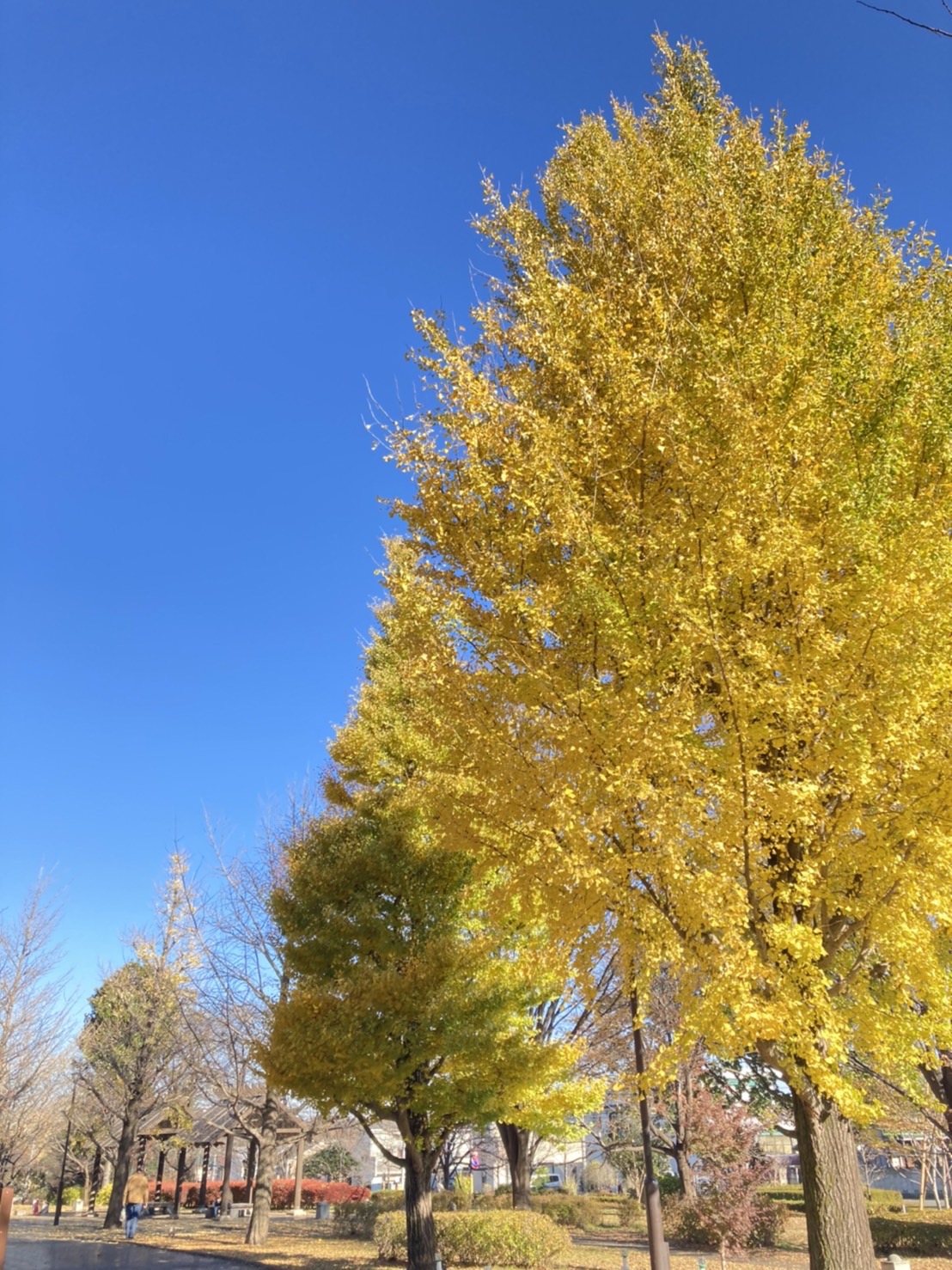 武蔵国分寺公園