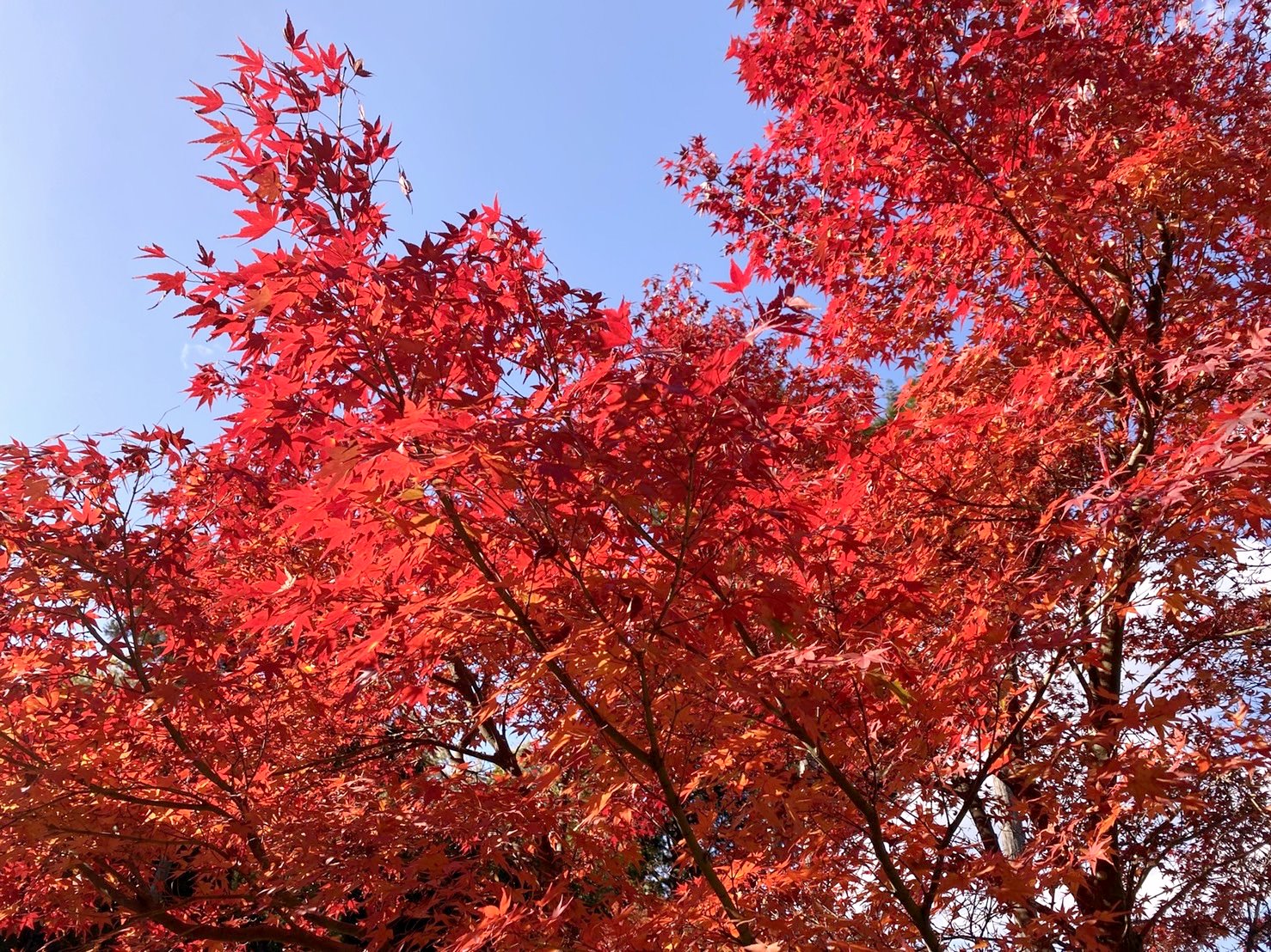 圓光寺