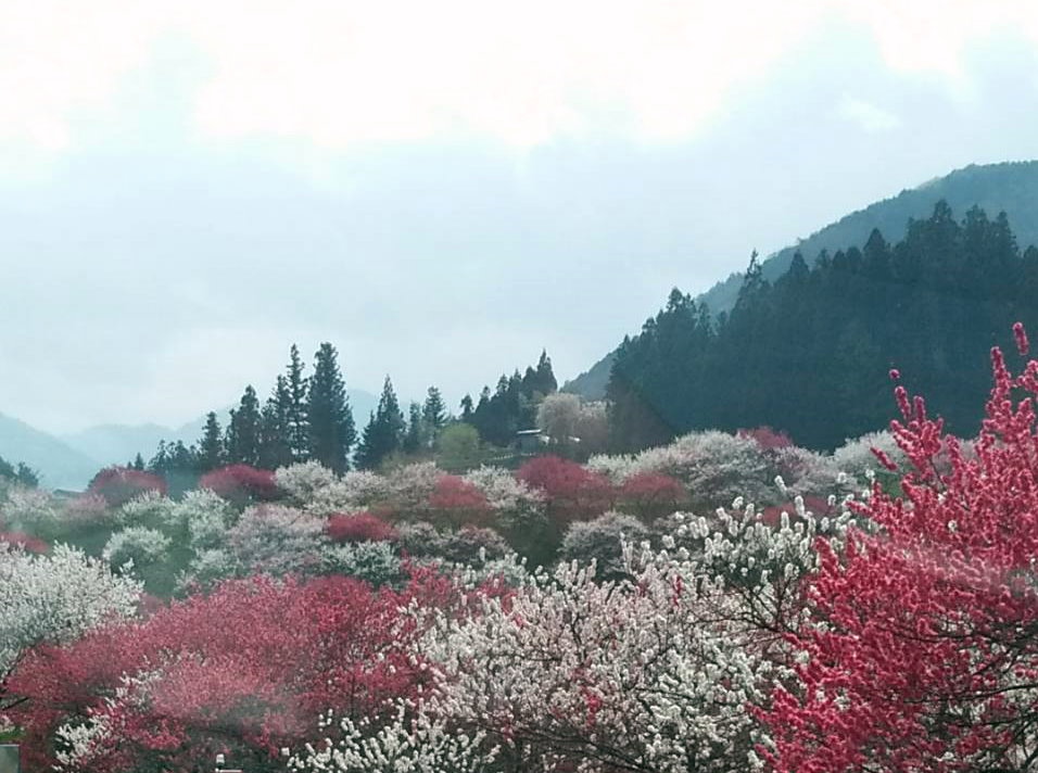 花桃の里