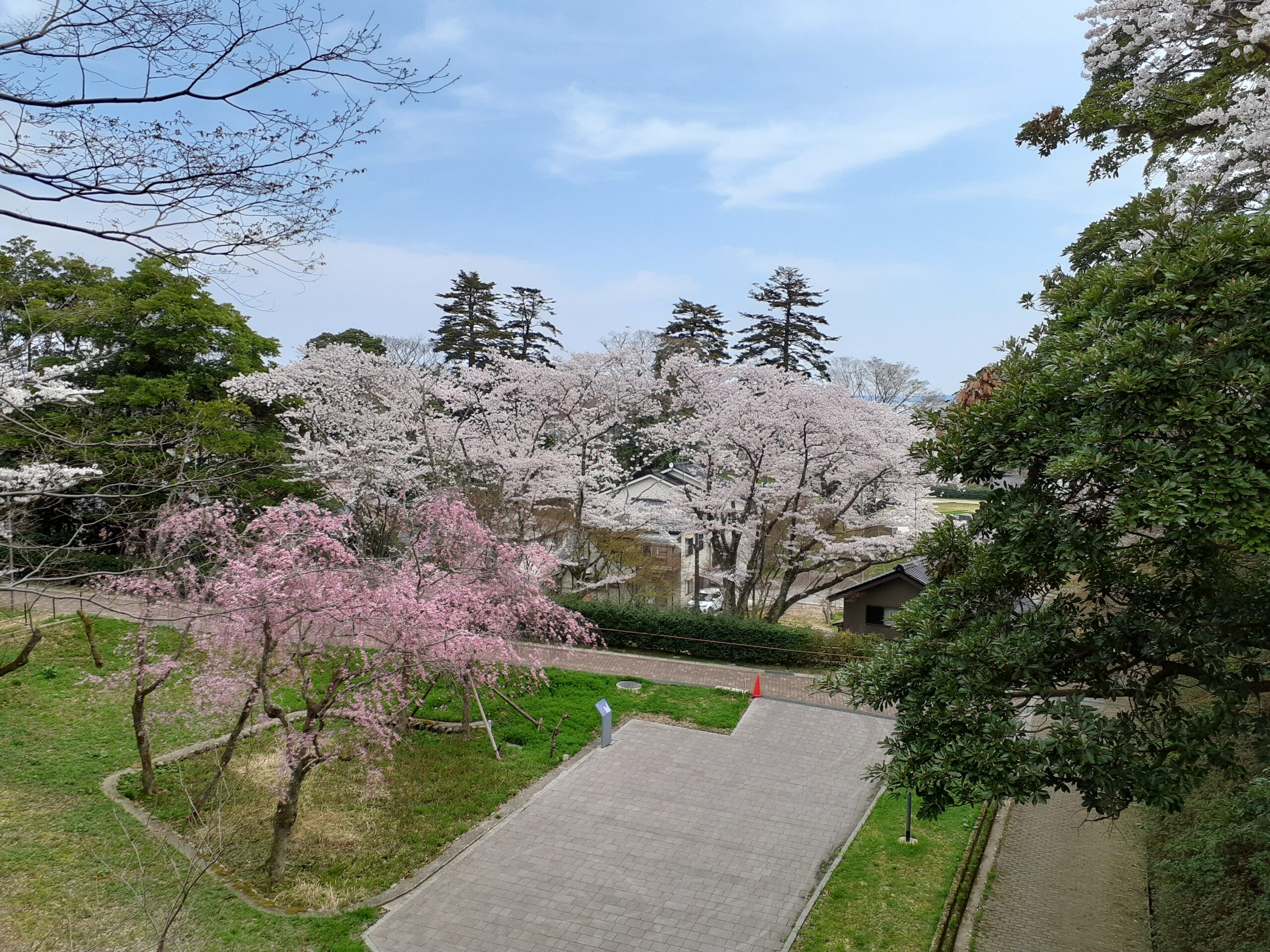 小丸山城桜