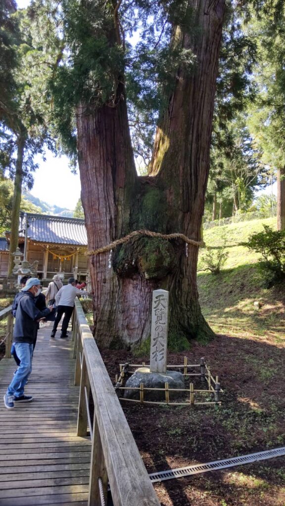 かやのおおすぎ