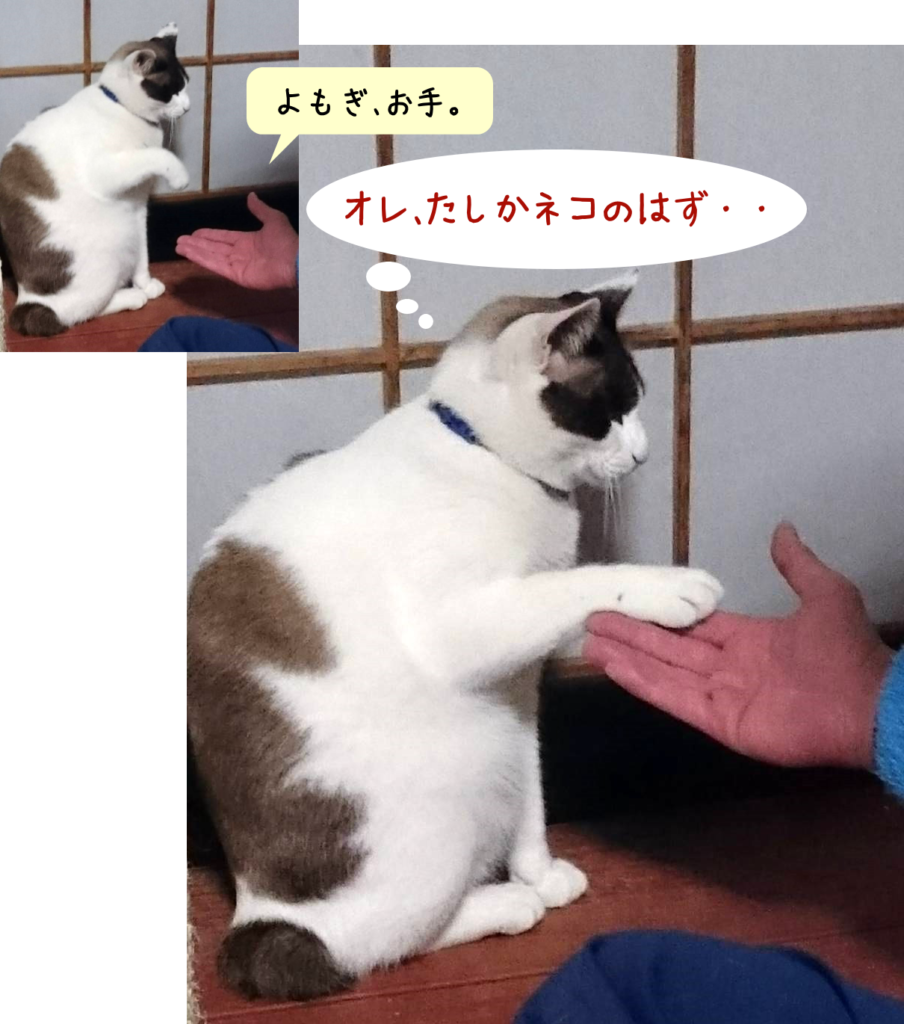 猫の日