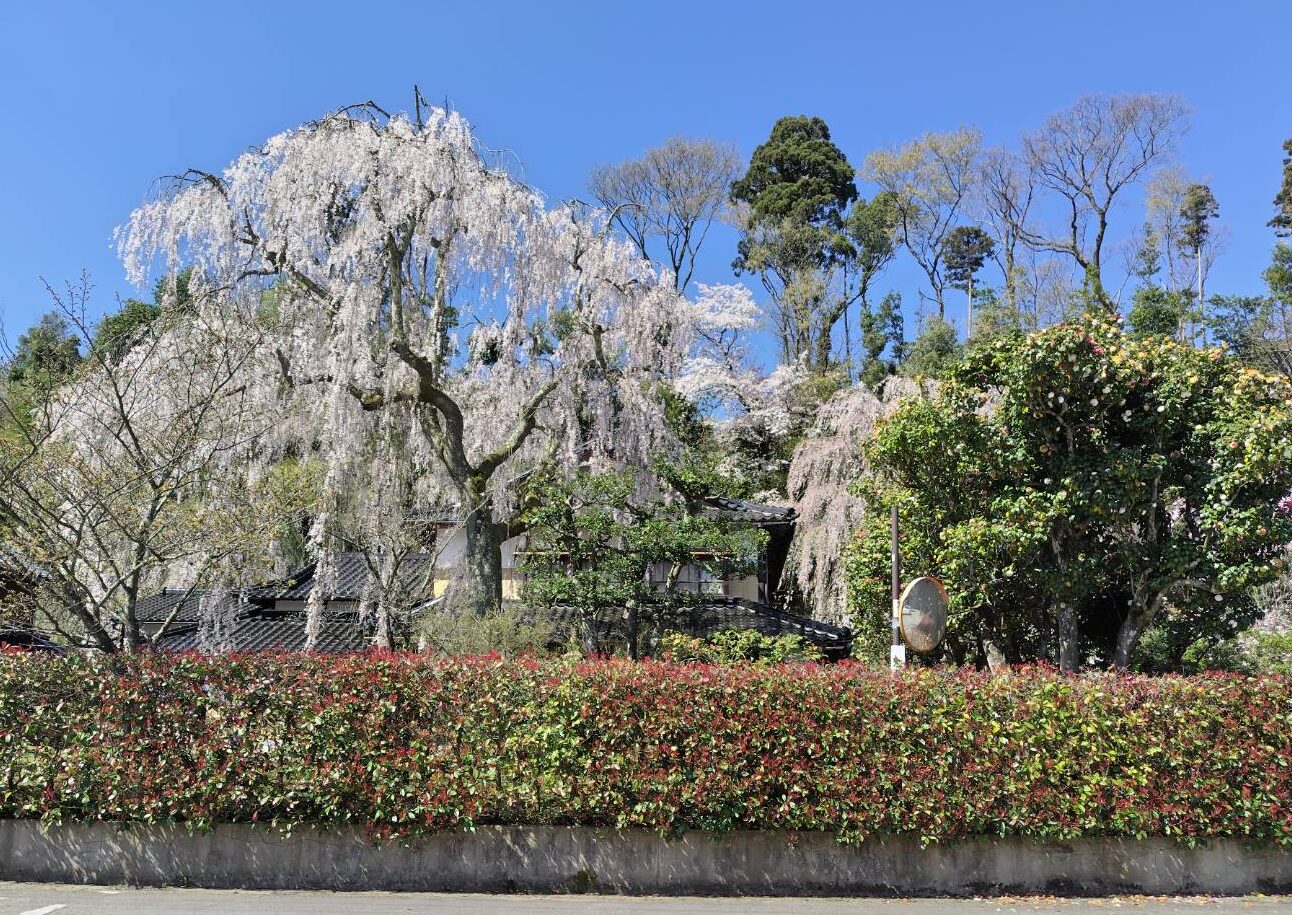 喜多家しだれ桜