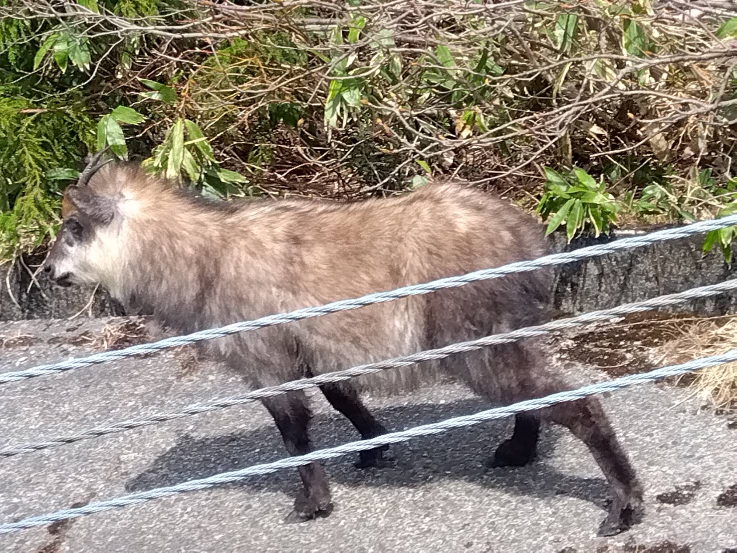 ニホンカモシカ