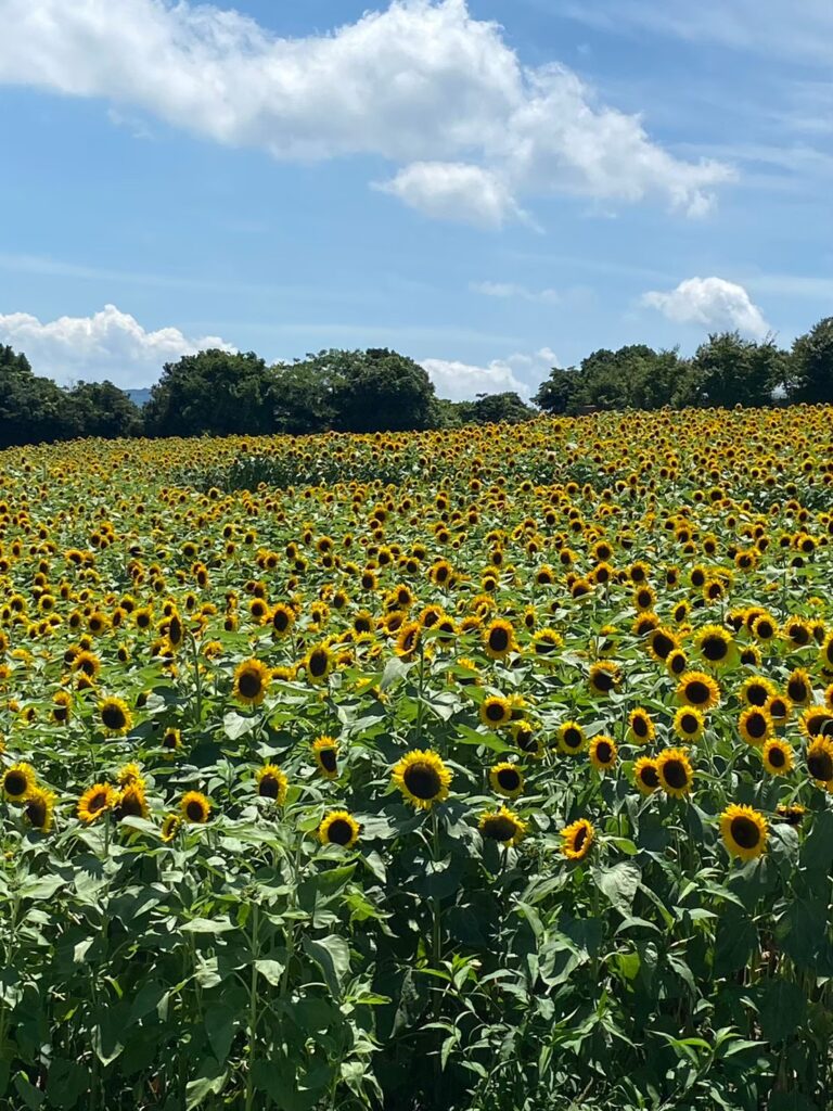 兵庫県立公園 あわじ花さじき