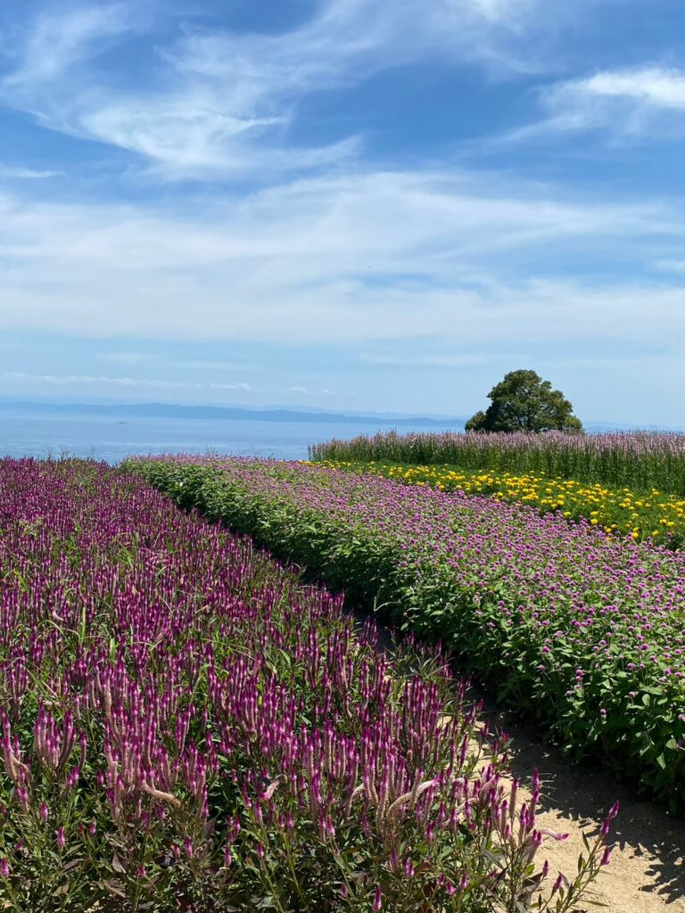 兵庫県立公園 あわじ花さじき