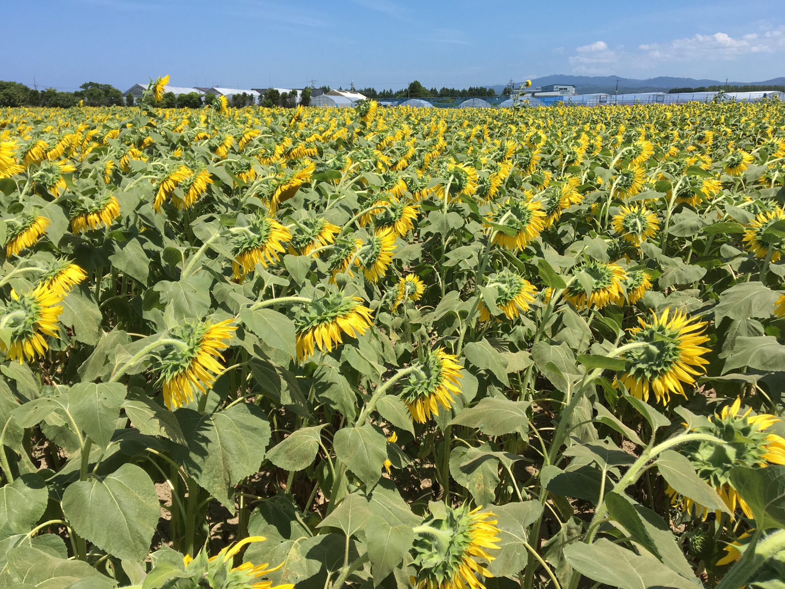 河北潟ひまわり村