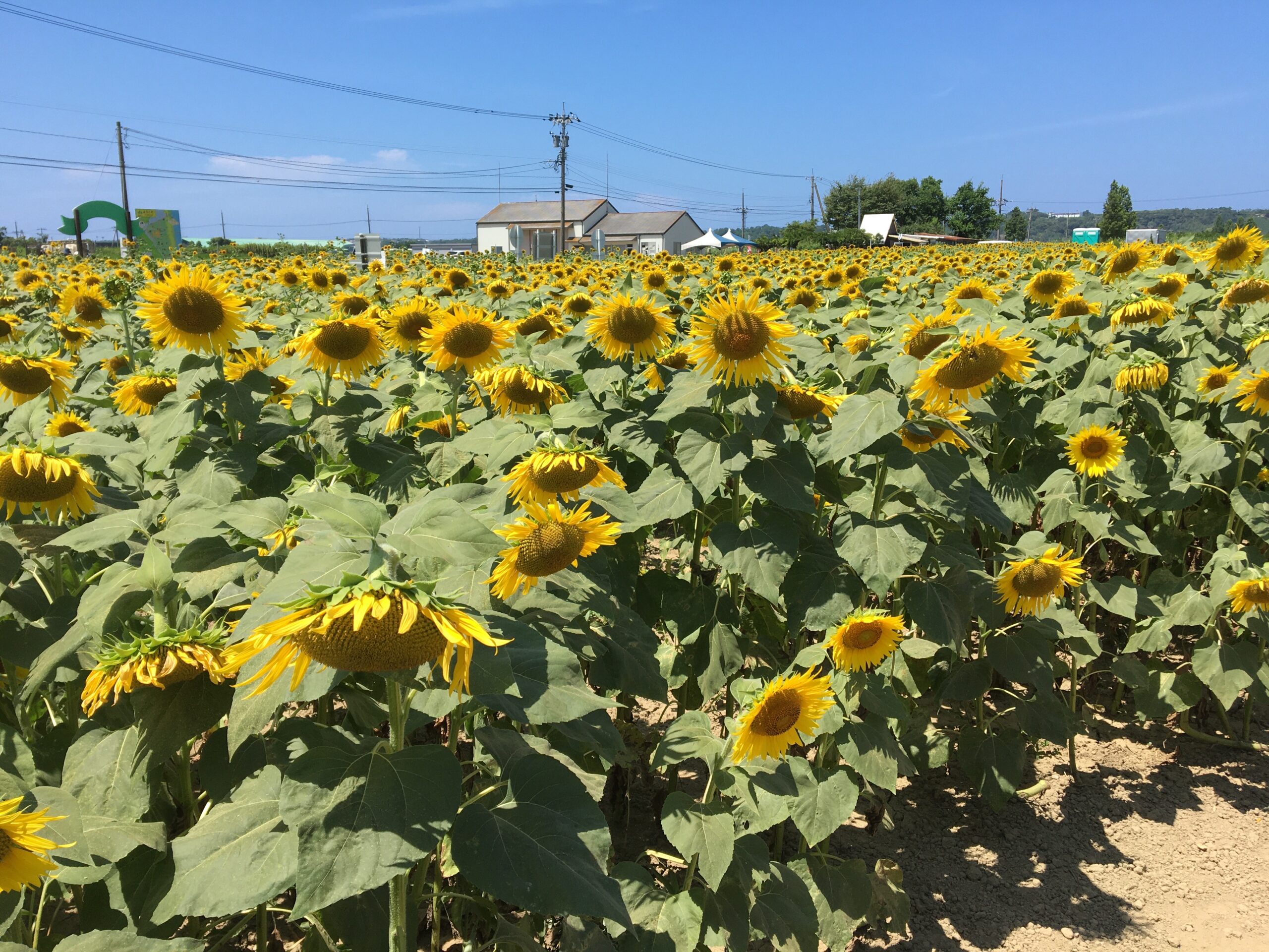 河北潟ひまわり村