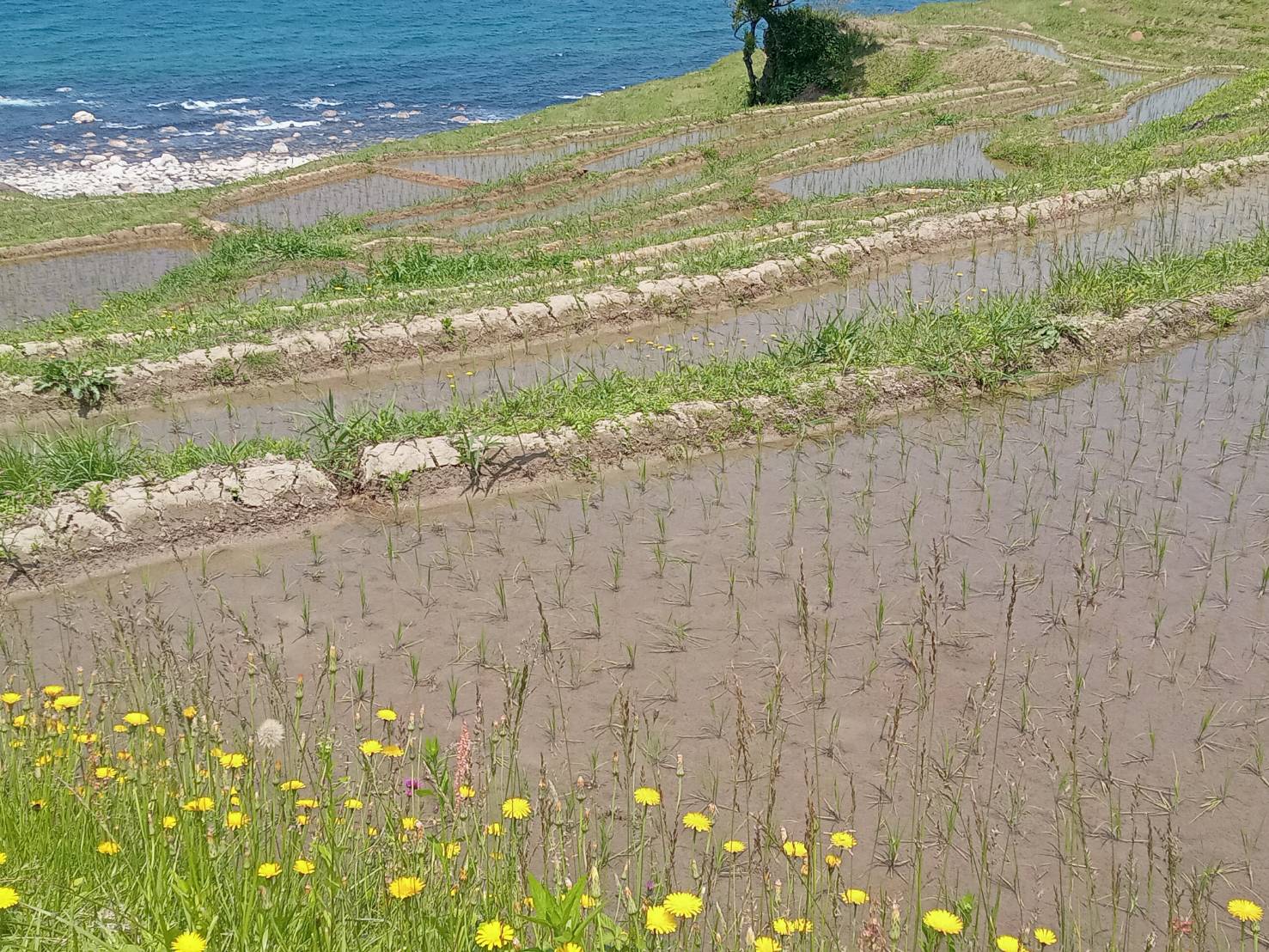 白米千枚田